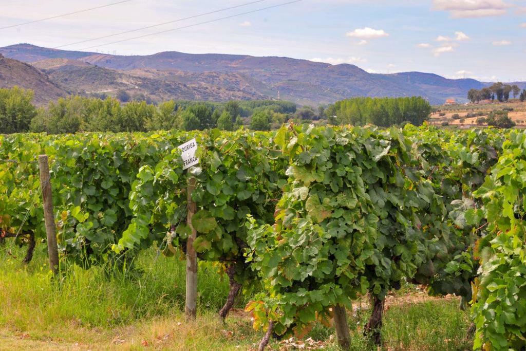Quinta Sta Luzia Carrascal Villa Вила Флор Екстериор снимка